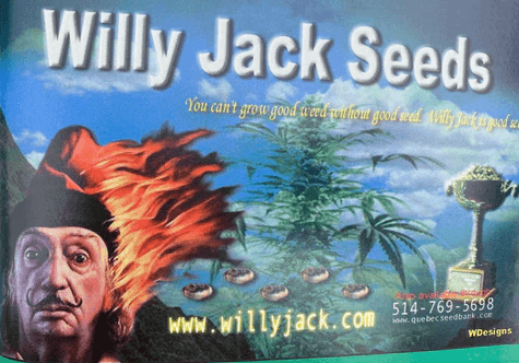 Willy Jack is Back